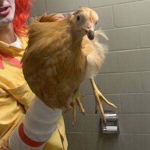 Meet your Posher, Don